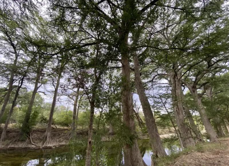 River Yurt Village RV Park — tall cypress trunks lining the riverbank a short walk from the sites.