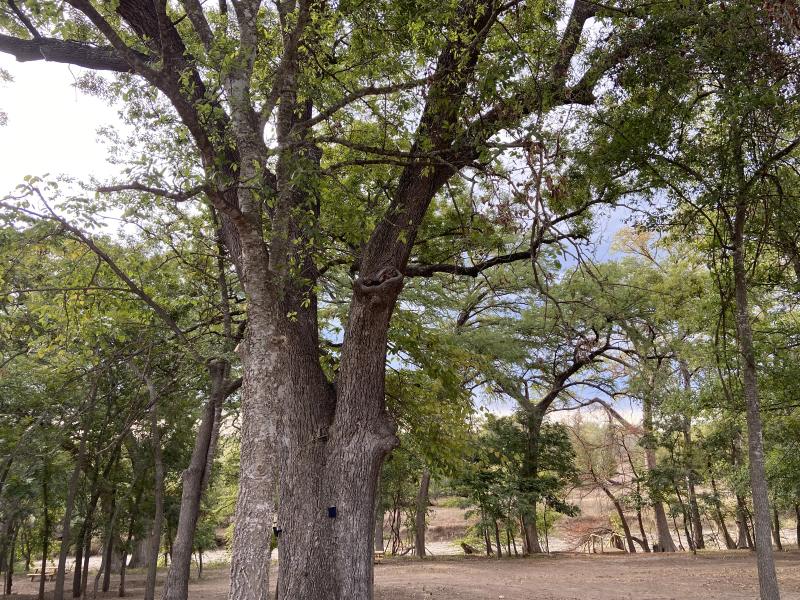 River Yurt Village RV Park — enormous spreading pecan and oak branches shading the length of the site row.