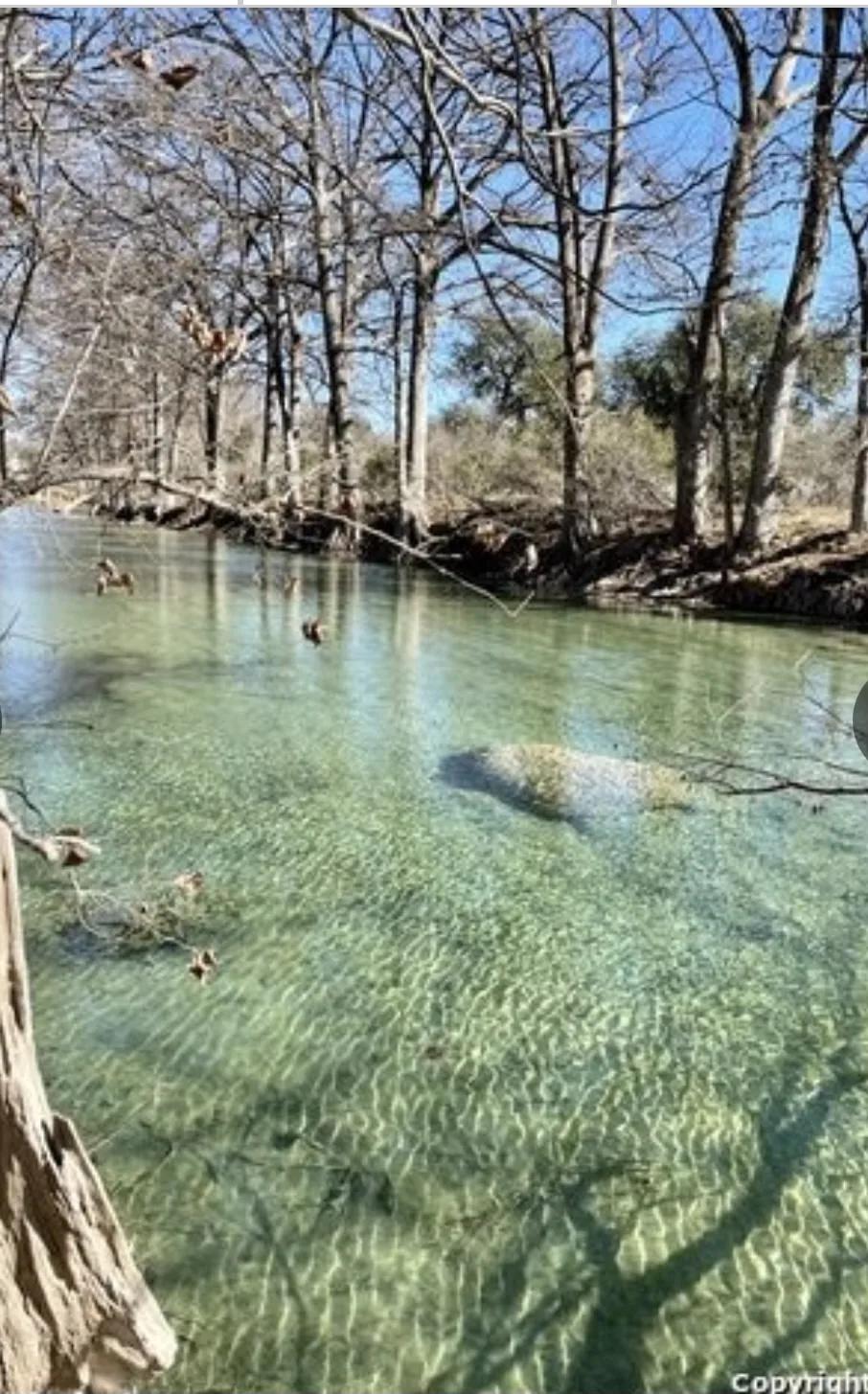 Clear shallow water and limestone bed of the Medina River swimming hole